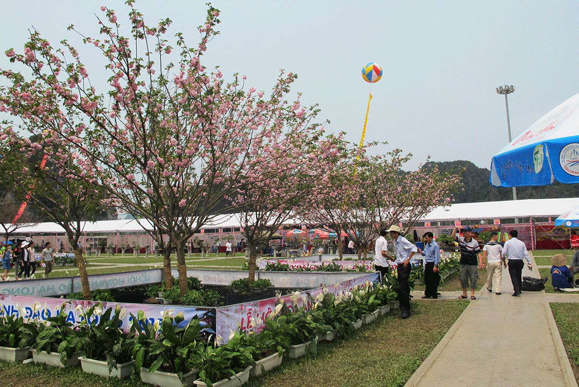 Cherry blossom festival in Halong city Cherry blossom festival in Halong city